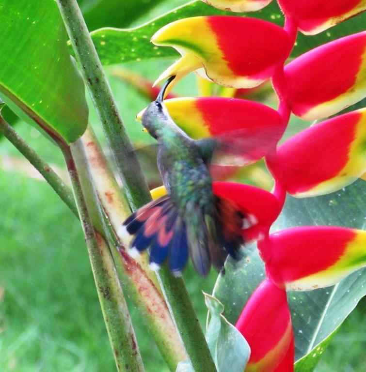 Santa Barbara De Samana Dominican Tree House Village المظهر الخارجي الصورة