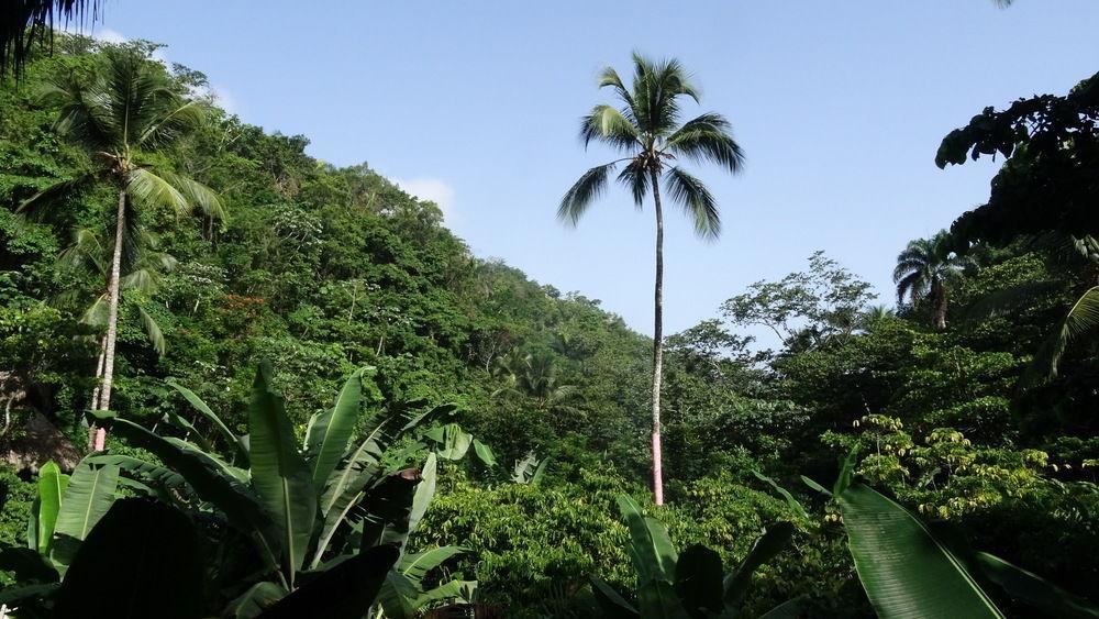 Santa Barbara De Samana Dominican Tree House Village المظهر الخارجي الصورة